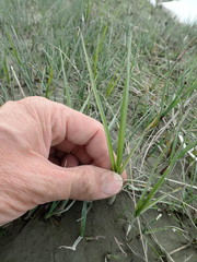 Bolboschoenus caldwellii