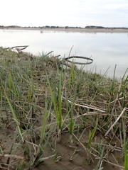 Bolboschoenus caldwellii