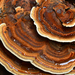 Dyer's Polypore - Photo (c) Christian Schwarz, some rights reserved (CC BY-NC), uploaded by Christian Schwarz