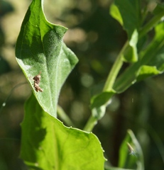 Lepidium draba