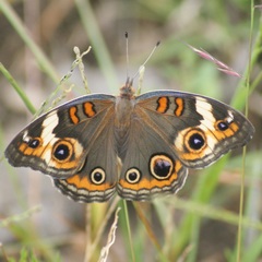Junonia coenia coenia
