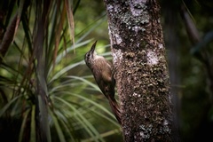 Xiphocolaptes albicollis