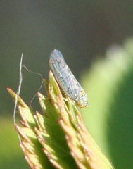 Colladonus geminatus