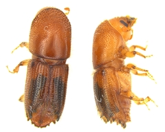 Ips calligraphus