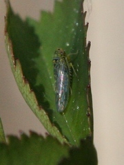 Colladonus geminatus