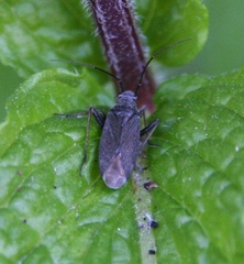 Irbisia