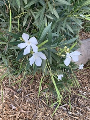 Nerium oleander
