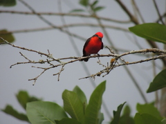 Pyrocephalus rubinus