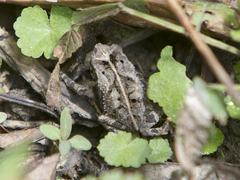Rhinella sternosignata