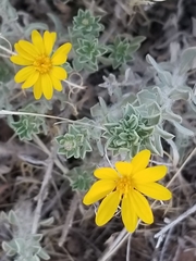 Heterotheca zionensis