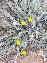 Heterotheca zionensis