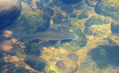 Prochilodus nigricans