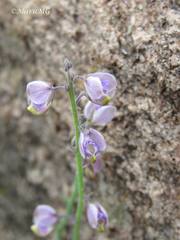 Hebecarpa barbeyana