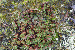 Saxifraga bronchialis funstonii