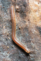 Cylindroiulus britannicus