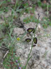 Hebecarpa barbeyana