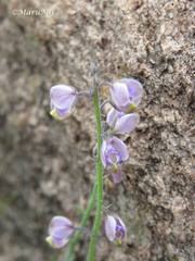 Hebecarpa barbeyana
