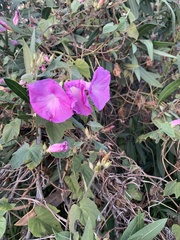Ipomoea pedicellaris