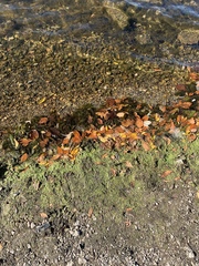 Potamogeton cheesemanii