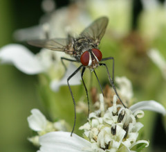Prosenoides assimilis