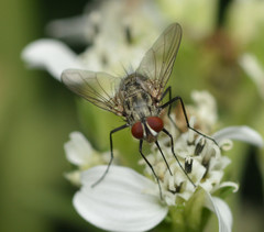 Prosenoides assimilis