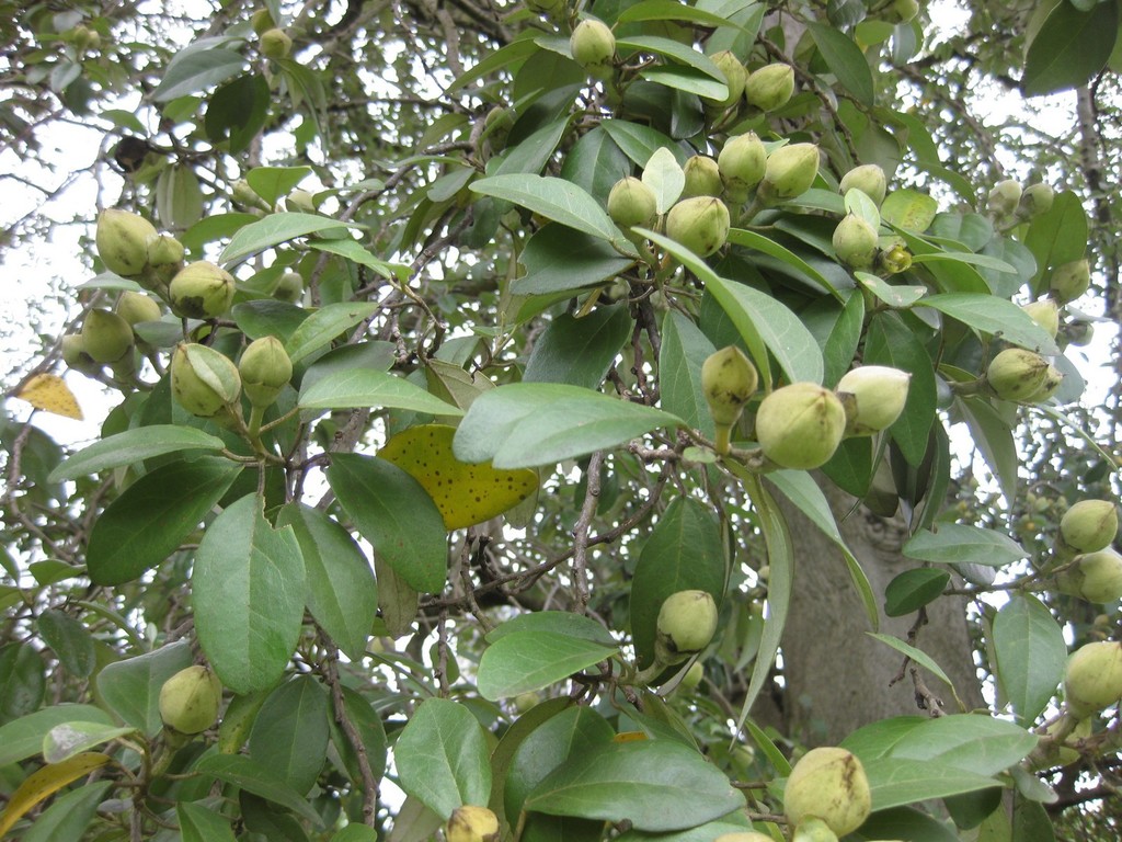 Primrose Tree (LA Urban Forest Program) · iNaturalist