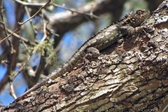 Tropidurus spinulosus