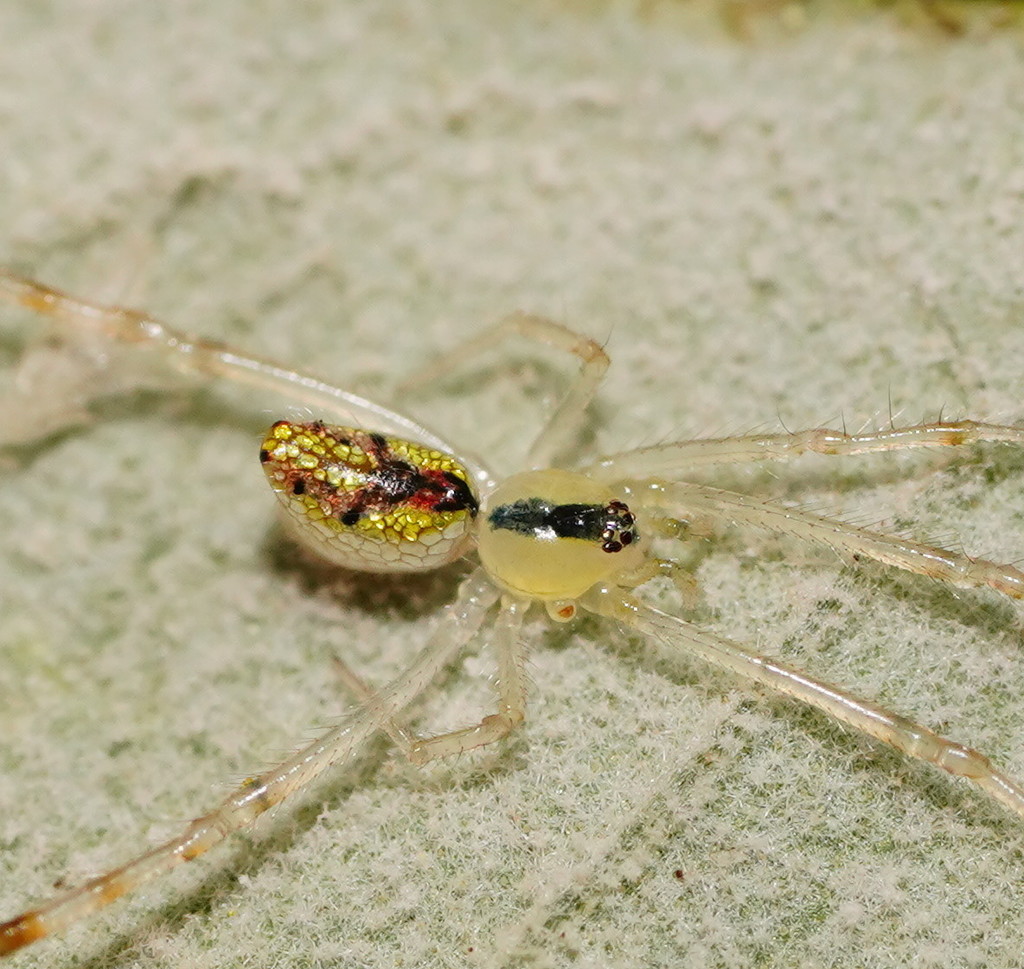 Black-spotted Thwaitesia