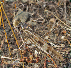 Dissosteira spurcata