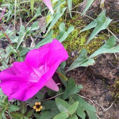 Ipomoea elongata