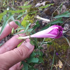 Ipomoea elongata
