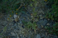 Porophyllum linaria