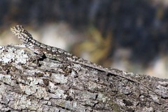 Tropidurus spinulosus
