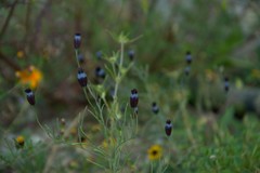Porophyllum linaria