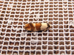 Euphiltra eroticella