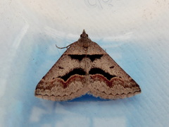 Dichromodes atrosignata