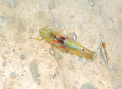 Erythroneura octonotata