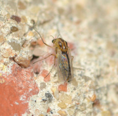 Prodiamesinae