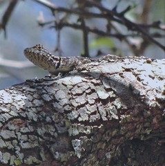 Tropidurus spinulosus