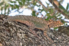 Tropidurus spinulosus
