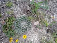 Mammillaria zephyranthoides