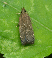 Helcystogramma melantherella