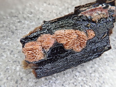 Ceriporia purpurea