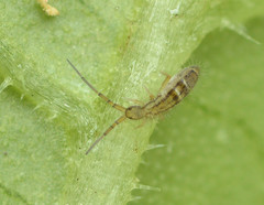 Orchesella celsa