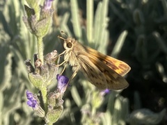 Hylephila phyleus