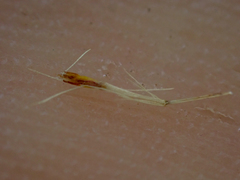 Benitoa occidentalis
