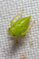 Chilenana