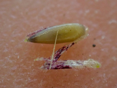 Benitoa occidentalis