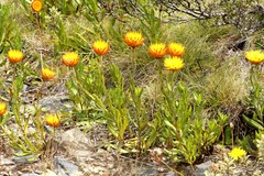 Xerochrysum subundulatum