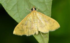 Loxomorpha flavidissimalis
